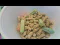 COMPARING OXBOW AND KAYTEE BRAND GUINEA PIG FOOD. THEY LOVE BOTH!