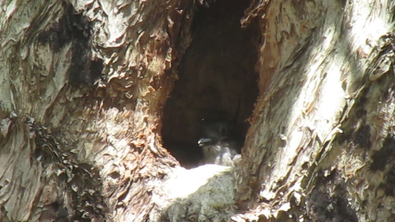 Kookaburra chicks getting fed by adult