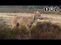 Stroe: Veluwse wolf beschoten en dood aangetroffen