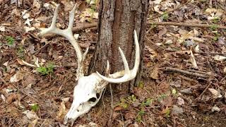 Cullman County, Alabama 164+/- Ac Dream Property