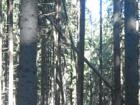 Zilele Forestierului Lunca Ilvei