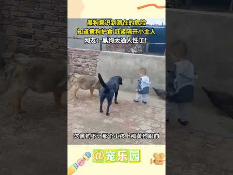 黑狗意識到潛在的危險 知道黃狗護食 趕緊隔開小主人 網友：黑狗太通人性了！ #寵樂園 #輕鬆一刻 #動物