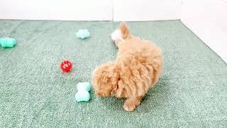 ハーフ犬の動画01