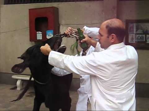 Giving Drench to Cow By Drenching Bottle