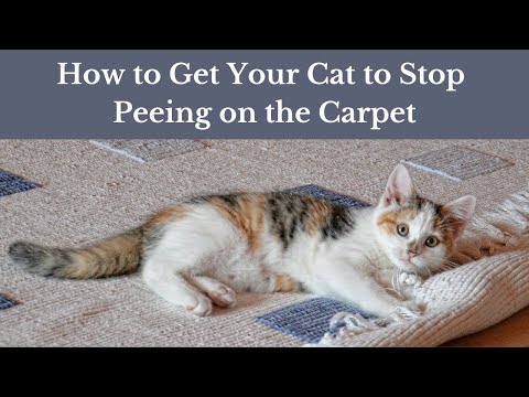 YouTube video about: Why do cats pee on bathroom rugs?