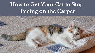 How to Get Your Cat to Stop Peeing on the Carpet [Why Does Your Cat Pee Out of the Litter Box?]