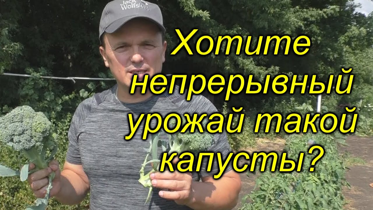 У нас эта капуста плодоносит постоянно и. её не грызут вредители! Попробуйте!