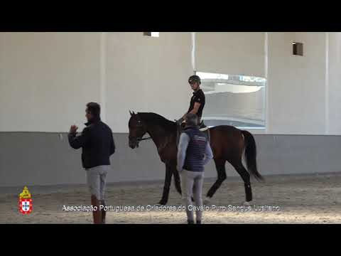 20/10/12 4 Lancelot do Monte - Projecto para Cavalos Lusitanos Jovens no Ensino