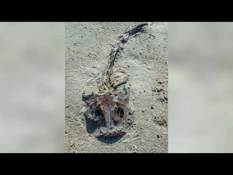 Norway:  Leikanger - Selje - the pictures