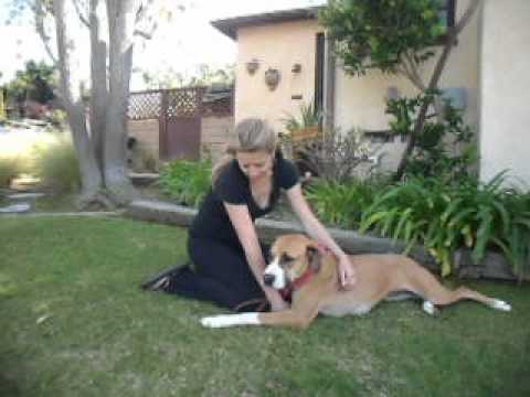Katie - VIDEOS, an adopted Great Dane & Boxer Mix in Long Beach, CA_image-1