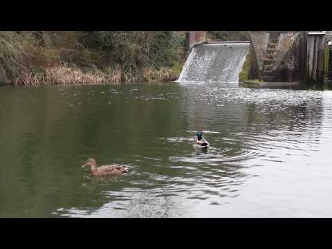 Vlog 13 - 21/02/2026 - Comparison is the Thief of Joy.