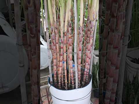 Growing Sugar cane in container #sugarcane #v87garden #shorts