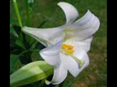 Schoenstatt - Lily In The Desert - Misc Originals