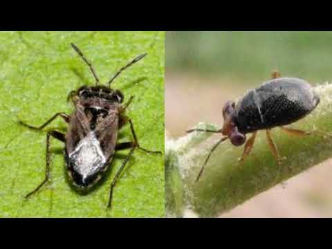 What are Chinch Bugs and how to Treat them - Turf Organics