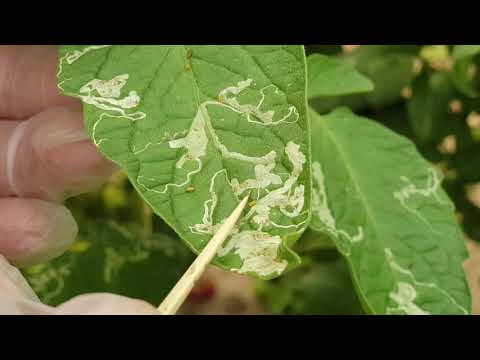 , title : 'الذبابة صانعة الانفاق على نباتات الخضر Liriomyza (sativae,trifolii)'