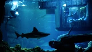 Would You Sleep In A Shark Tank?
