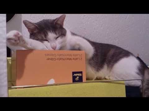 FUNNY CATS LINA & LUANA - Luana