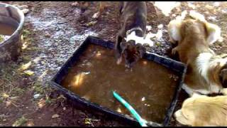 watering hole James steals water hose