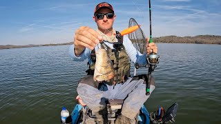 Big Cat BONANZA!!! Cut Bait Gets DEVOURED by HUGE Fish