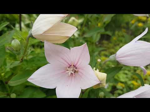 Rozwar Wielkokwiatowy Astra Rose- Platycodon grandiflorus- wygląd, pielęgnacja, zastosowanie.