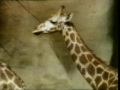 Classic Sesame Street Giraffe Film
