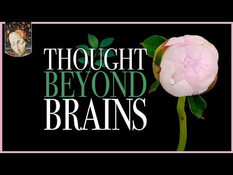 How Plants Think & What It Teaches us about Consciousness