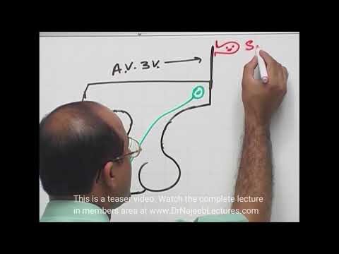 ADH | Vasopressin | Posterior Pituitary Gland
