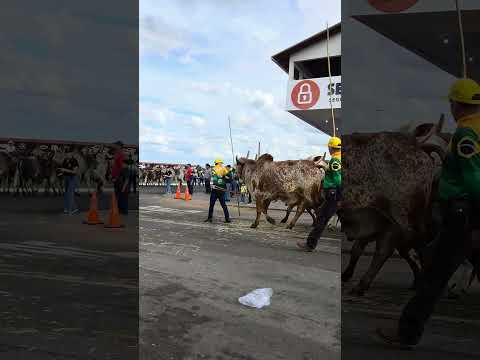 Cavalgada em Morrinhos-Goiás #trabalho #kombi #portalata #cavalgada #goias #gratidão