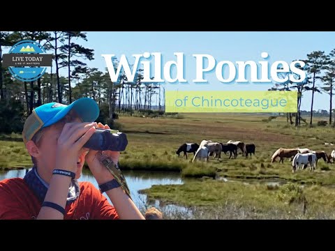 CHINCOTEAGUE ISLAND | Wild Ponies | ASSATEAGUE Lighthouse / Full Time RV Family
