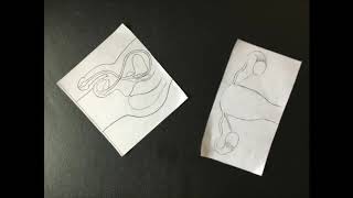 Intersex Bodies - Part 1/2 - A CSE Resource