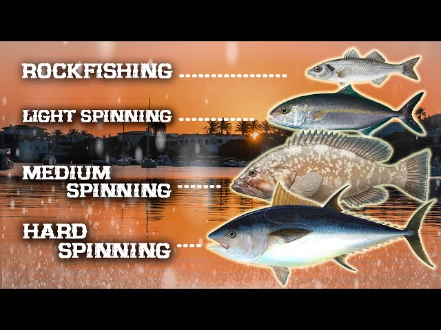 Vídeo relacionado con BPS FISH OZL-11031 - Red para pesca (plegable, 2 tamaños a elegir, diámetro 30 cm, longitud 60 cm)