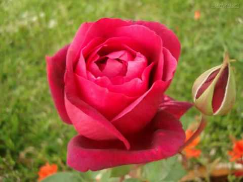 Amado batista explosão de amor