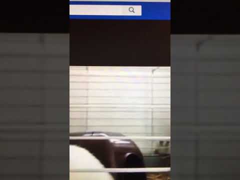 Happy New Year from the Cavy Corner guinea pigs song with lyrics.  Cute guinea pig video.