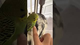 Budgerigar Birds Videos