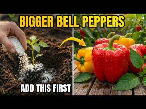 Never Plant Bell Peppers Without Adding THIS To The Hole