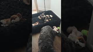 Video preview image #1 Mutt Puppy For Sale in Sandy, UT, USA