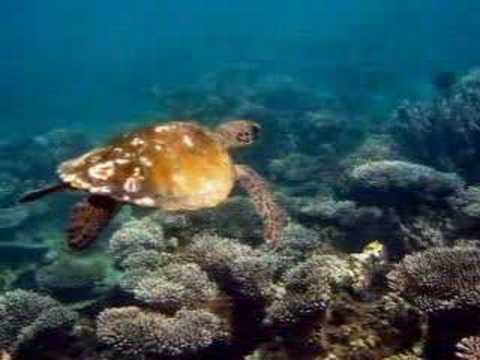 download lagu mp3 mp4 Pe Oceanul Infinit Cu Valuri, download lagu Pe Oceanul Infinit Cu Valuri gratis, unduh video klip Download Pe Oceanul Infinit Cu Valuri Mp3 dan Mp4 Music Gratis