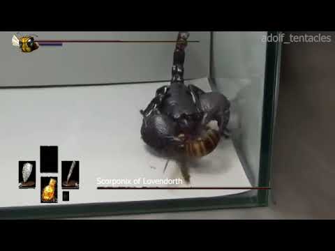Black Scorpion VS Giant Hornet | Dark Souls