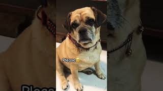 Can you say HI to me? #dogshorts #sad #cutedog #cutepets #pets #puggles #hello #gsds #fyp #trending 