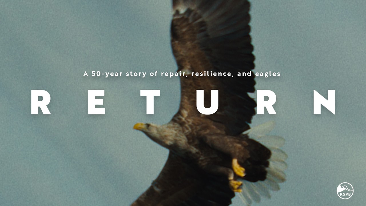 RETURN - a 50-year story of repair, resilience, and White-tailed Eagles - FULL FILM 4K | RSPB - YouTube