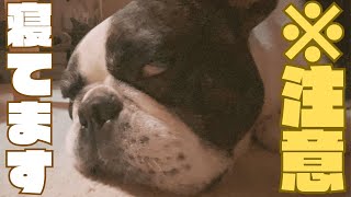 愛犬の衝撃の寝顔😳