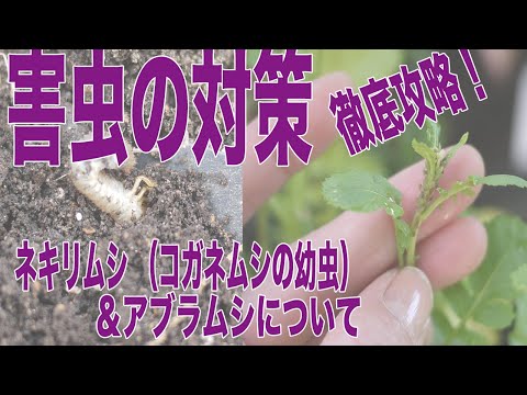 家庭菜園でコガネムシの幼虫を駆除するにはどうすればよいですか?識別および制御ソリューション  庭園