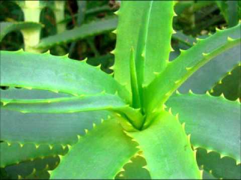 Mathias Schaffhauser - Being Wild