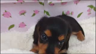 ミニチュアダックスの動画01
