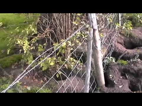 kia the goshawk on rabbit