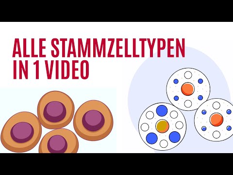 Alle Arten von Stammzellen erklärt | Reale Anwendungen in der regenerativen Medizin
