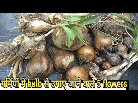 Flowering Bulb