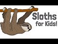 Sloths for Kids