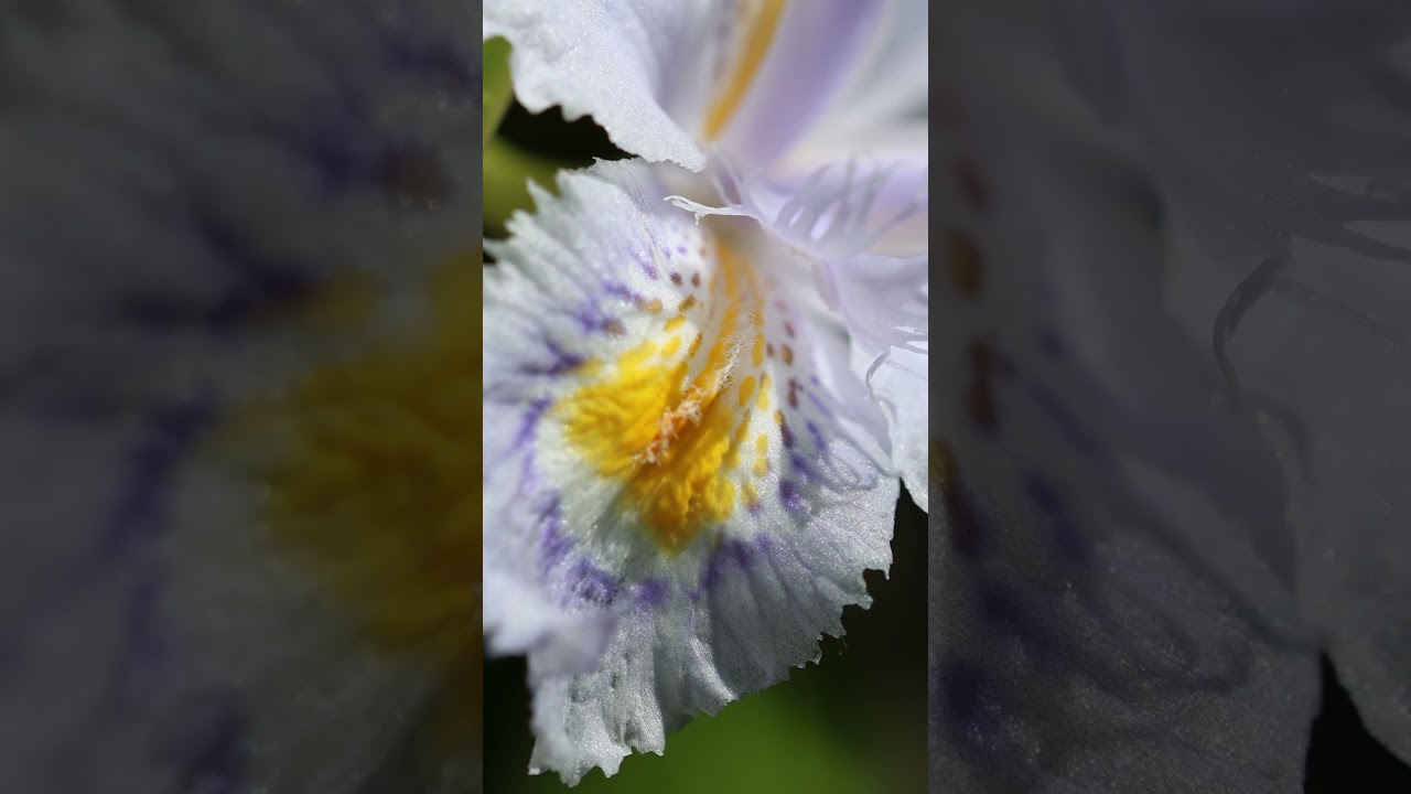 Fringed Iris