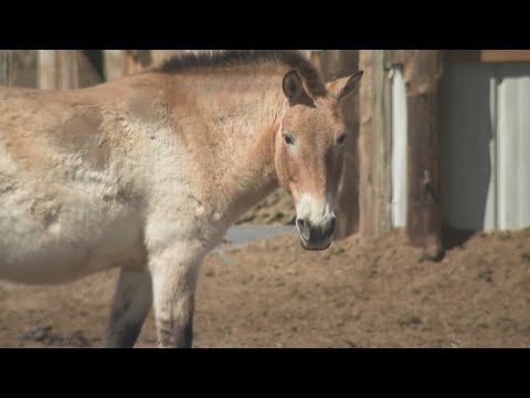 Rare horse rescued by woman in Aurora
